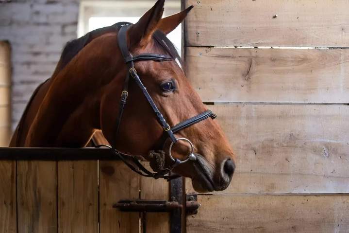 Cours d'équitation Nomain
